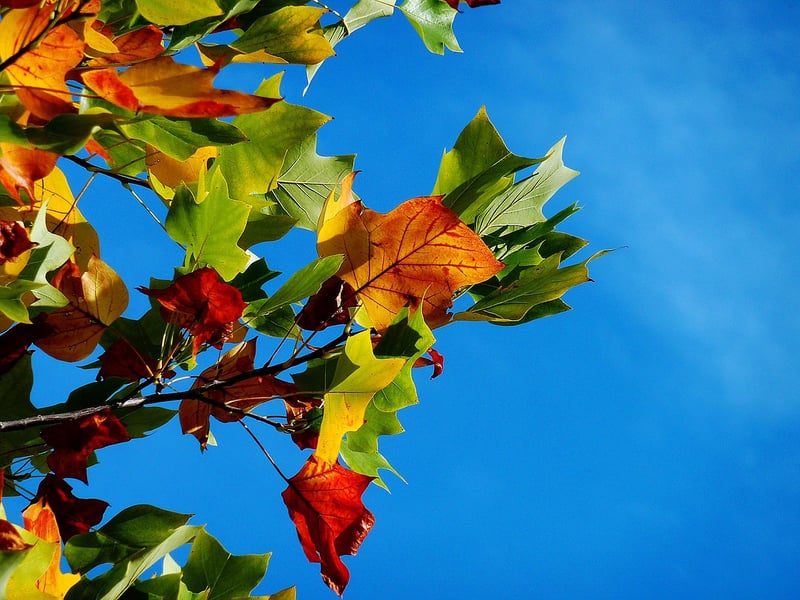 Autumn Harvest Wedding