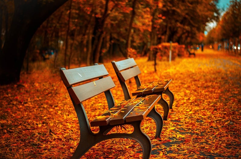 Autumn Elegance